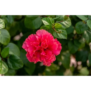 Fresh Hibiscus Flowers